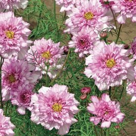 Pink Bicolor Double Click, Cosmo Seeds